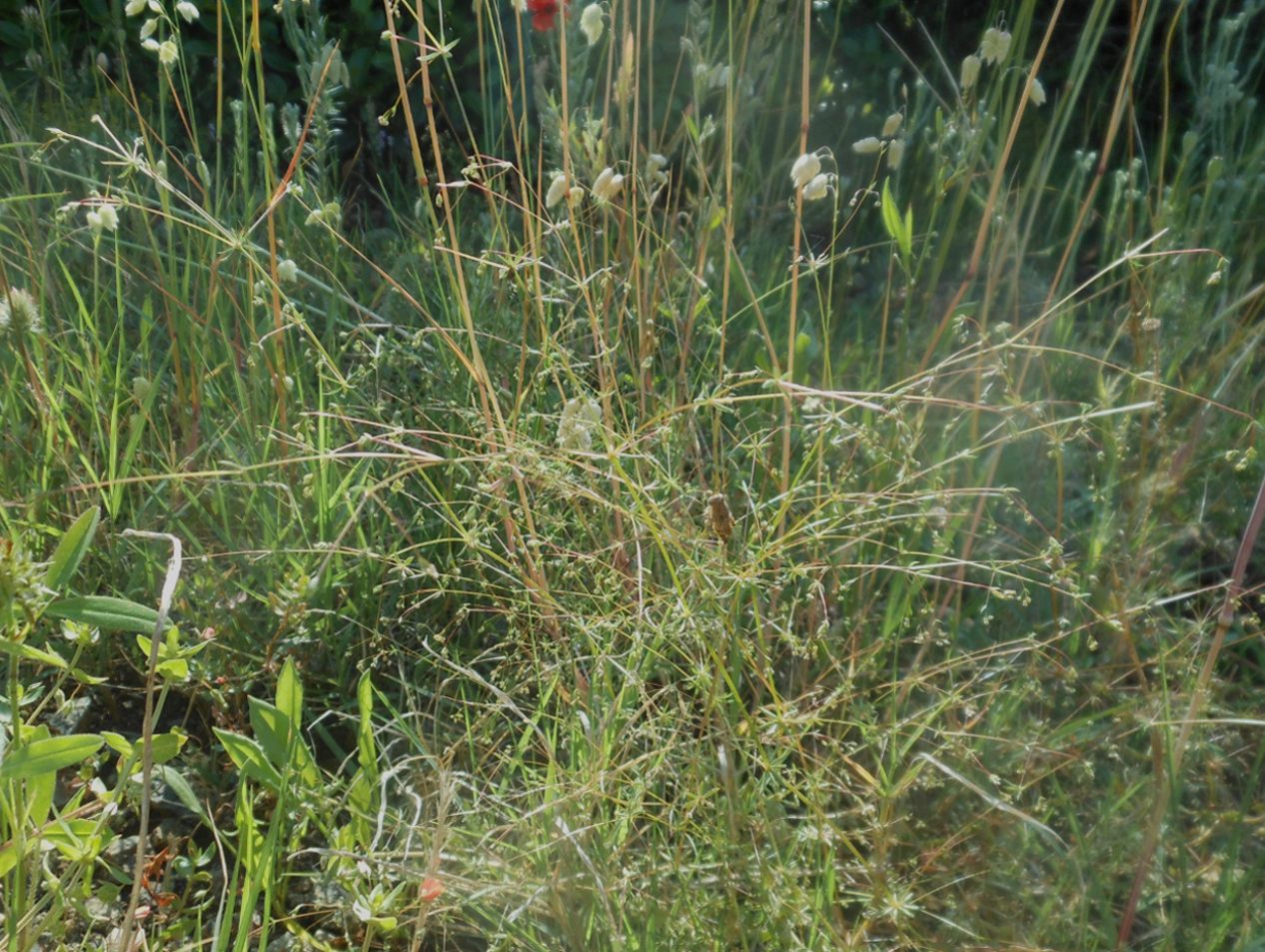 Galium divaricatum Lam. / Caglio divaricato